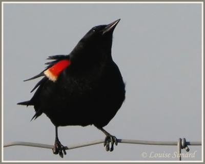 Carouge  paulettes / Red-winged Blackbird