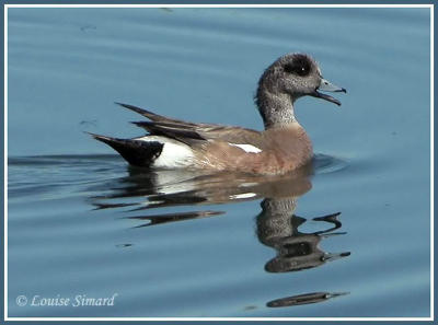 Canard d'Amrique / American Wigeon)