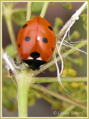 Coccinella septempunctata / Sevenspotted lady beetle / Coccinelle  7 points