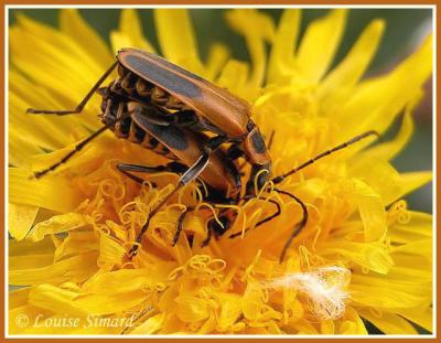 Chauliognatus pennsylvanicus / Grand Cantharide jaune