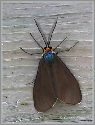 Cténuche de Virginie / Virginia Ctenucha / Ctenucha Virginica