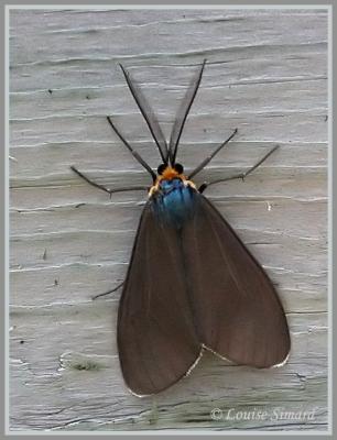 Ctnuche de Virginie / Virginia Ctenucha / Ctenucha Virginica