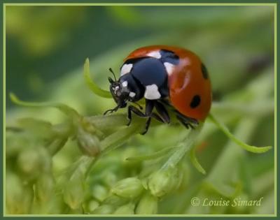 Coccinella septempunctata / Sevenspotted lady beetle / Coccinelle  7 points