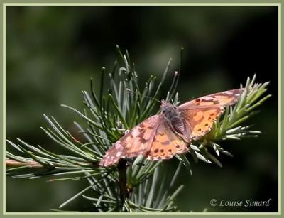 Belle Dame / Painted Lady / Vanessa cardui