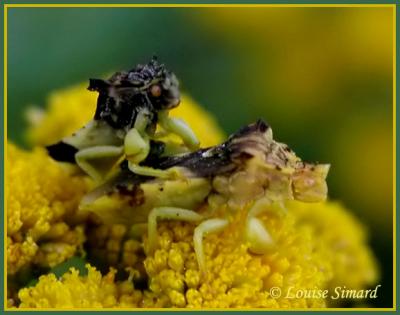 Phymata americana americana / Punaise ambusquée / Ambush bug