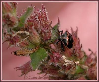 Cosmopepla bimaculata / Wee Harlequin Bug / Punaise bimacule