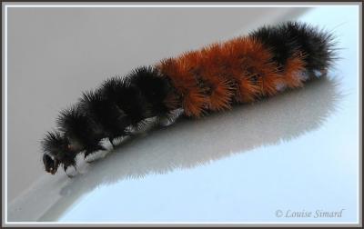 Isia isabelle / Banded Woollybear / Pyrrharctia isabella