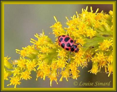 Coleomegilla maculata / Spotted lady beetle / Coccinelle macule