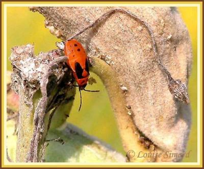 Lygaeus kalmii / Nymphe de Petite punaise de l'asclpiade / Small milkweed bug nymph