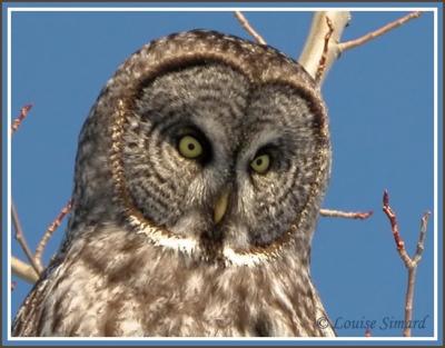 Chouette lapone / Great Gray Owl