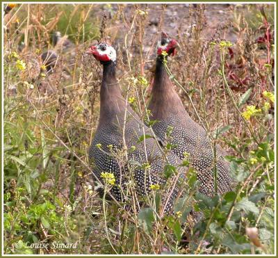 Pintade de Numidie / Helmeted Guineafowl