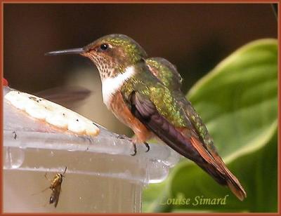 Colibri scintillant (Scintillant Hummingbird) San Gerardo de Dota