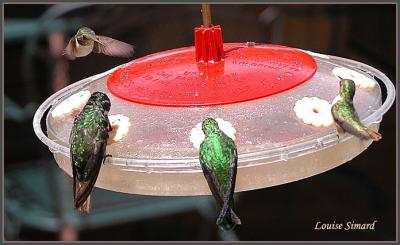 Colibris (Hummingbirds) San Gerardo de Dota