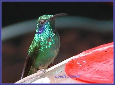 Colibri thalassin (Green violet-ear) San Gerardo de Dota