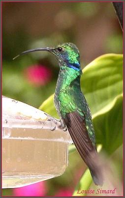 Colibri thalassin (Green Violet-ear) San Gerardo de Dota