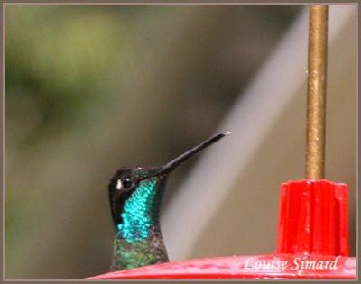 Colibri de Rivoli (Magnificent Hummingbird) San Gerardo de Dota