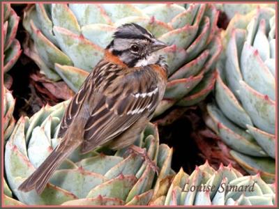 Bruant chingolo (Rufous-collared Sparrow) San Gerardo de Dota