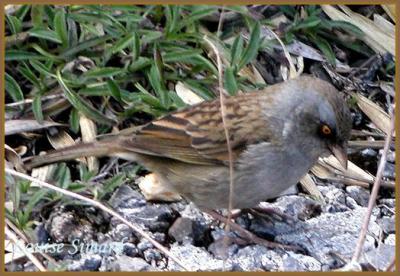  Volcano Junco / Junco des volcans 