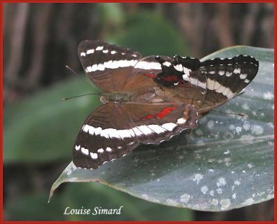 Accouplement de papillons  Punta Leona