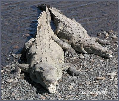 Crocodiles le long de la rivire Tarcoles
