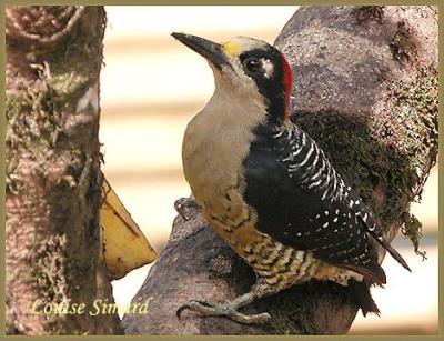 Black-cheeked Woodpecker / Pic de Pucheran  