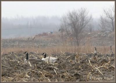 Bernache du Canada leucique / Leucistic Canada Goose