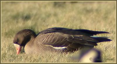 Oie rieuse / Greater White-fronted Goose