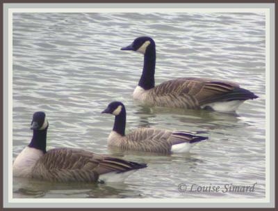 Bernache de Hutchins et Bernaches du Canada / Cackling Goose and Canada Goose