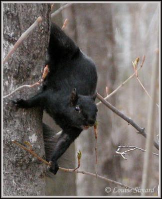 cureuil noir / Black Squirrel