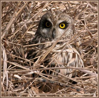 Hibou des marais / Short-eared Owl