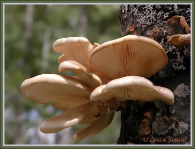 Champignons (Mushrooms)