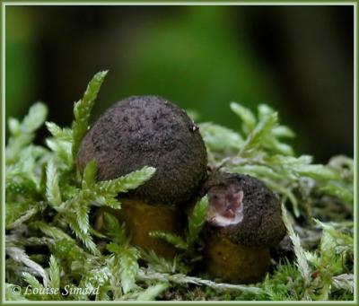 g3/52/631352/3/58174316.6Champignon050906LacSaintPaulLouiseSimard.jpg