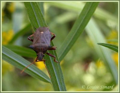 Picromerus bidens / Thorny stink bug / Punaise pineuse