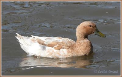 Canard domestique