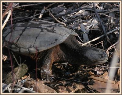 Tortue serpentine (Eastern Snapping Turtle) Chelydra serpentina serpentina