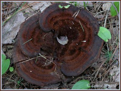 g3/52/631352/3/58598058.13Champignon040820OkaLouiseSimard.jpg