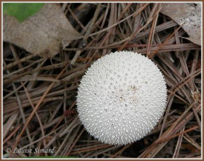 g3/52/631352/3/58598060.14Champignon040820OkaLouiseSimard.jpg