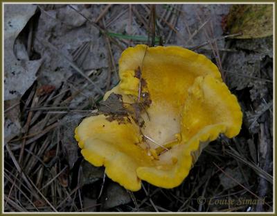 g3/52/631352/3/58598067.16Champignon040820OkaLouiseSimard.jpg
