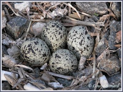 Nid et oeufs de Pluvier kildir (Killdeer nest)