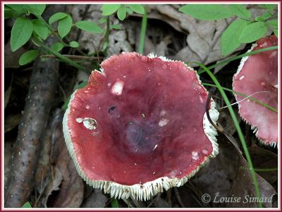 g3/52/631352/3/58733541.20Champignon040820OkaLouiseSimard.jpg