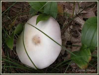 g3/52/631352/3/58733545.21Champignon040820OkaLouiseSimard.jpg