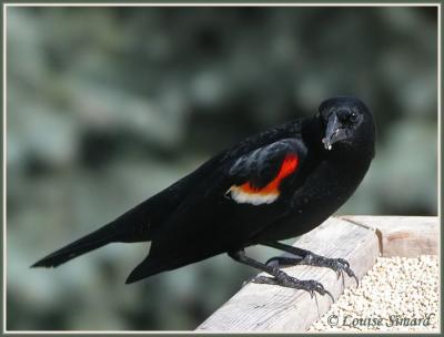 Carouge  paulettes (Red-winged Blackbird)