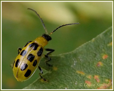 Diabrotica undecimpunctata bowardi / Spotted cucumber beetle /Chrysomle macule du concombre
