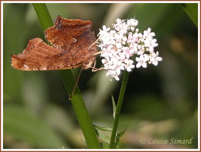 Polygone virgule / Comma / Polygonia comma