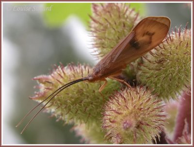 Trichoptre ou phrygane / Caddisfly