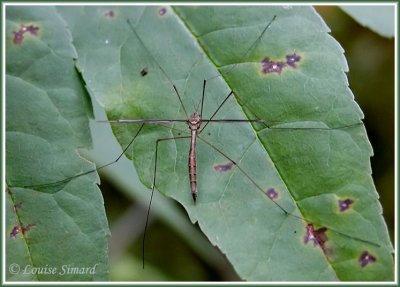 Tipula sp. /Tipule sp.