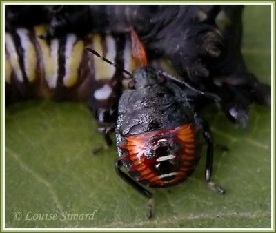 Larve de punaise / Stink bug nymph