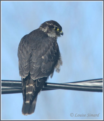 Faucon émerillon / Merlin