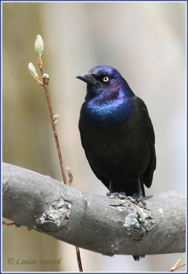 Quiscale bronz / Common Grackle