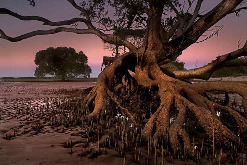 Mangrove tree